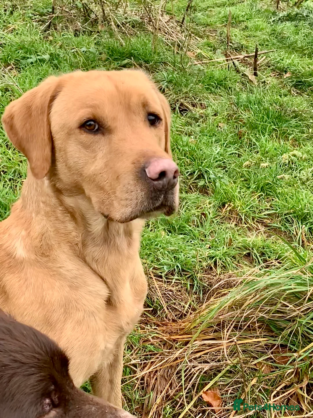 Labrador Retriever dogs for stud: Fully health Tested Labrador, Carrying Fox Red in Tewkesbury - Advert 16