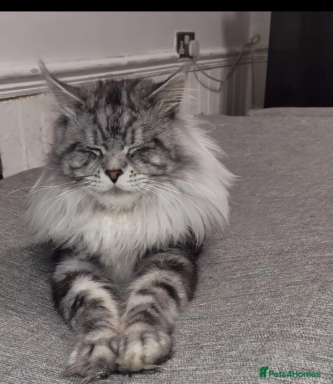 Maine Coon cats for stud: Beautiful proven stud in Newport - Advert 3