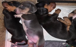 Miniature Dachshund dogs for sale: Beautiful Litter of Miniture Dachshunds  - Advert 2