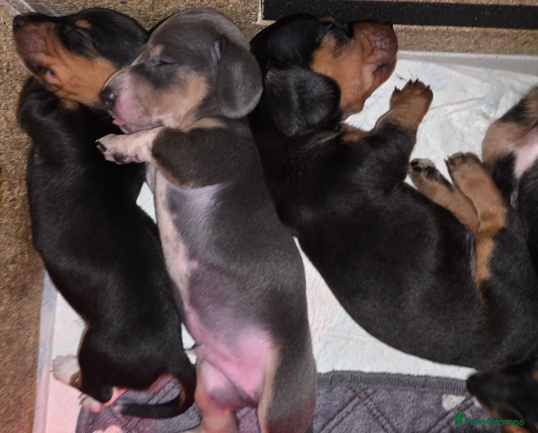 Miniature Dachshund dogs for sale: Beautiful Litter of Miniture Dachshunds  - Advert 2