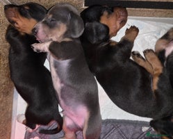 Miniature Dachshund dogs Beautiful Litter of Miniture Dachshunds - Advert 3