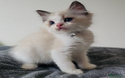 Ragdoll cats for sale: Stunning full pedigree EU Ragdoll kittens  - Image 6