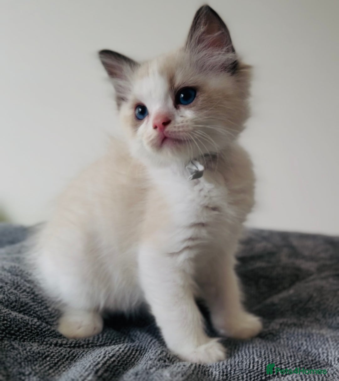 Ragdoll cats for sale: Stunning full pedigree EU Ragdoll kittens  - Image 6