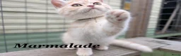 Persian cats for sale: *Last 2* Reduced Beautiful Persian Exotic Kitten - Advert 5