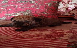 Yorkiepoo dogs for sale: Yorkipoos  - Image 4