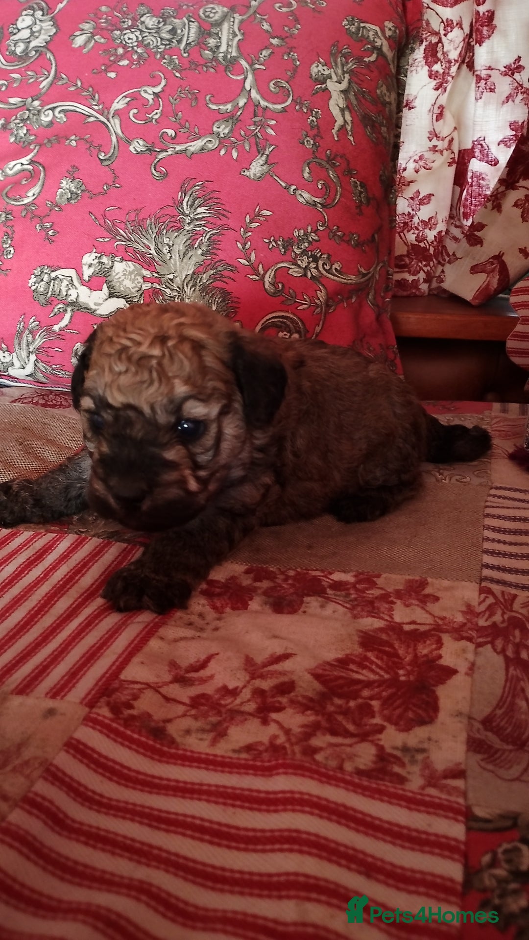 Yorkiepoo dogs for sale: Yorkipoos  - Image 4