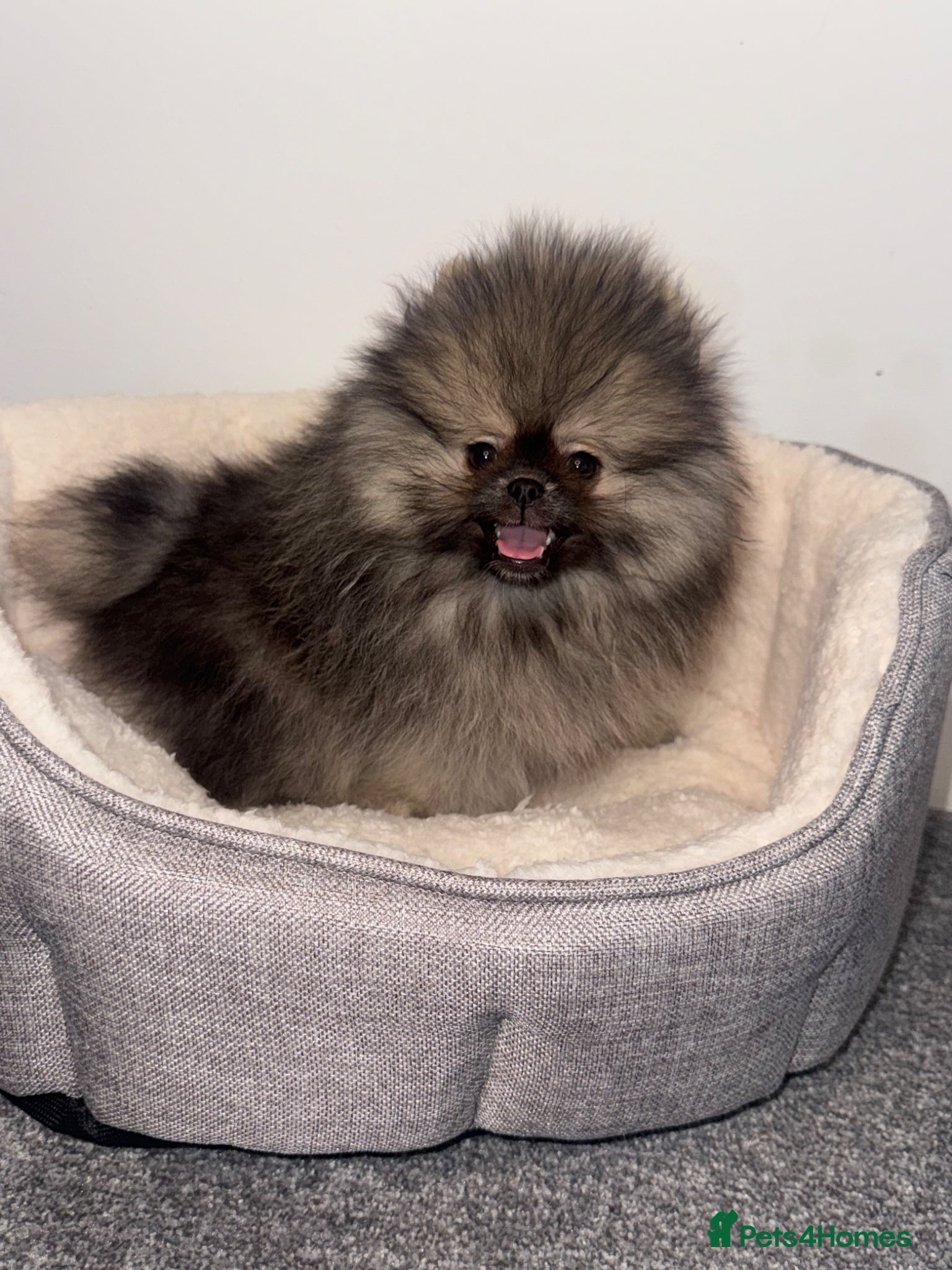 Pomeranian dogs POM PUPS READY TO GO X - Advert 4