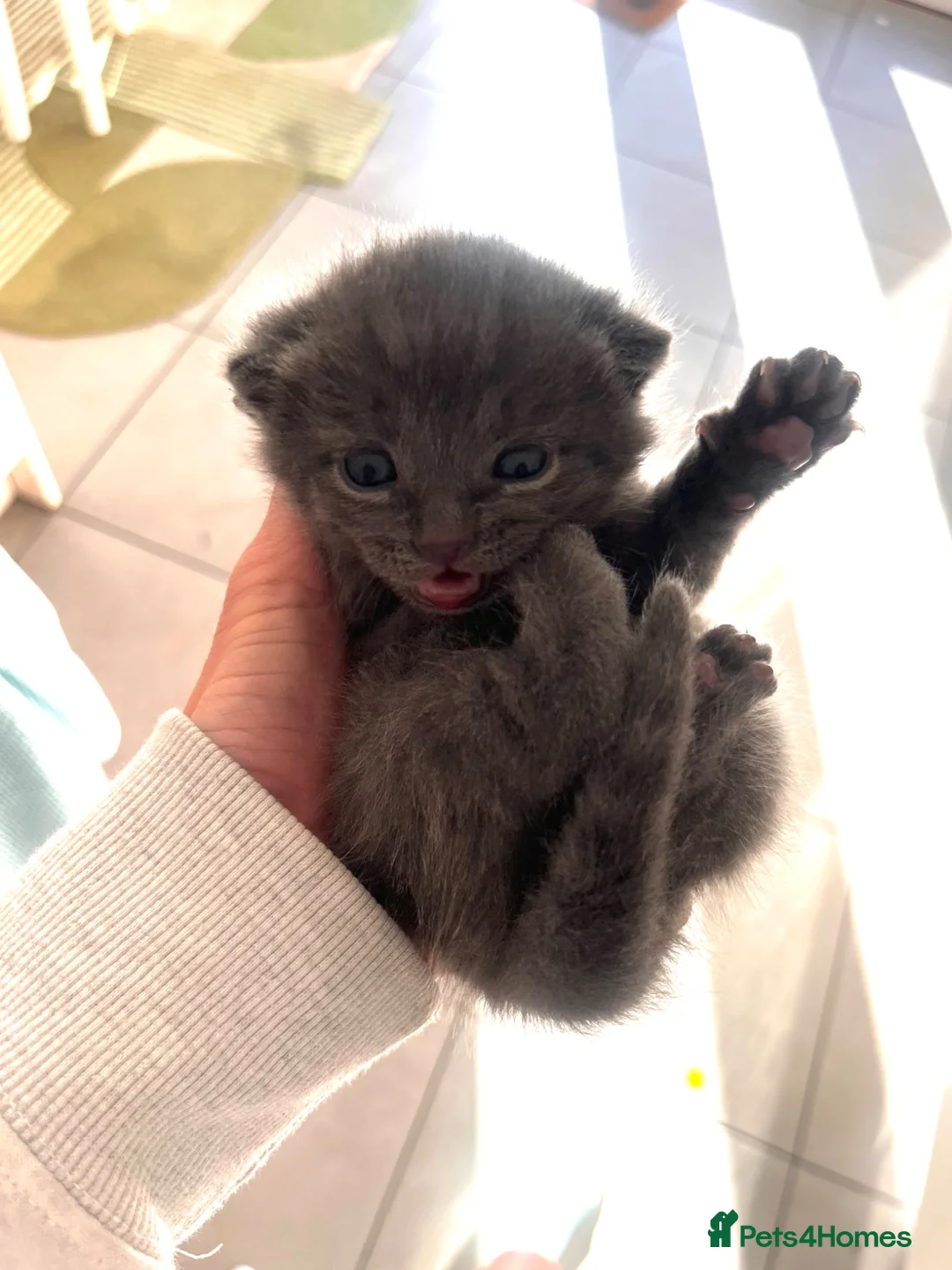 Mixed Breed cats for sale: Russian blue cross babies!  in Winchester - Advert 9