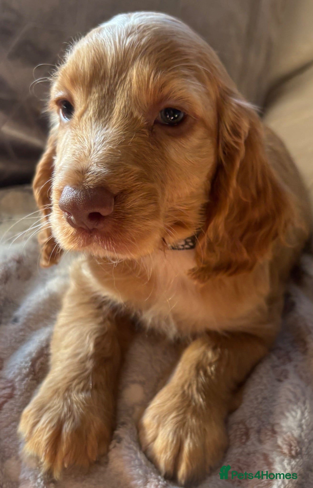 Cocker Spaniel dogs Stunning KC Registered Cocker Spaniel Puppies - Advert 1