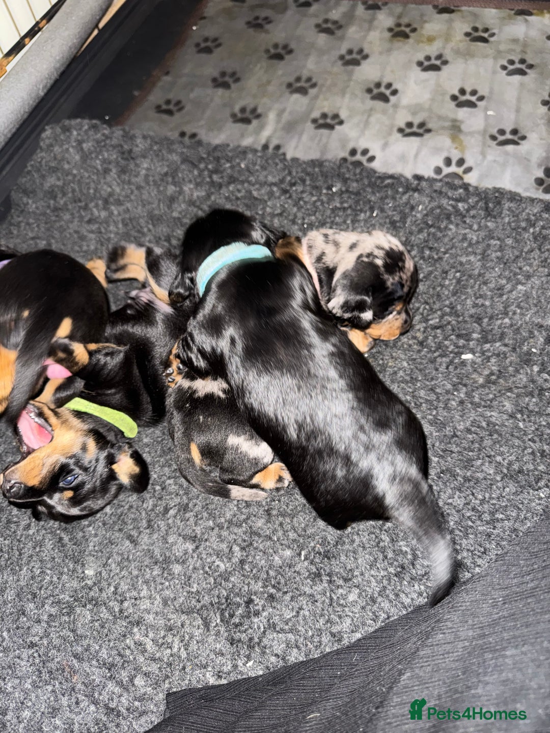 Dachshund dogs for sale: 4 miniature x jack russle   - Advert 1