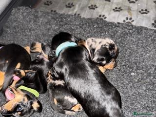 Dachshund dogs 4 miniature x jack russle - Advert 3