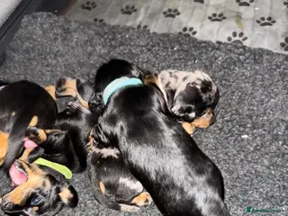 Dachshund dogs 4 miniatureDachshunds - Advert 12