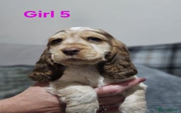 Cocker Spaniel dogs for sale: stunning show cockers - Image 20