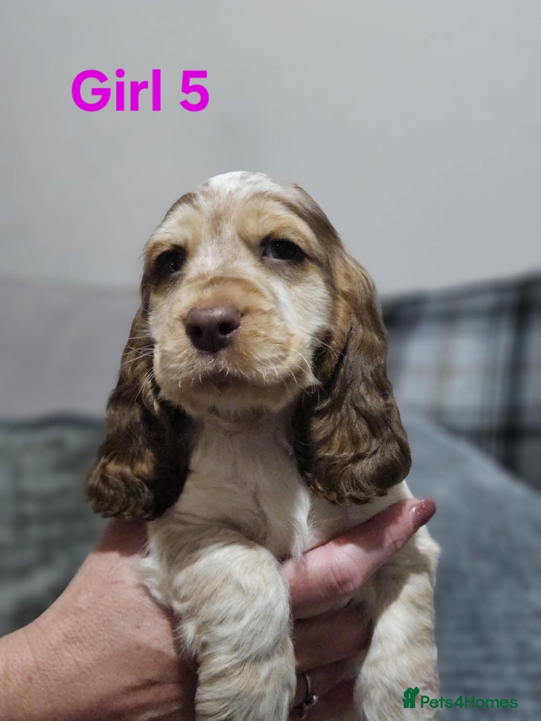 Cocker Spaniel dogs for sale: stunning show cockers - Image 20