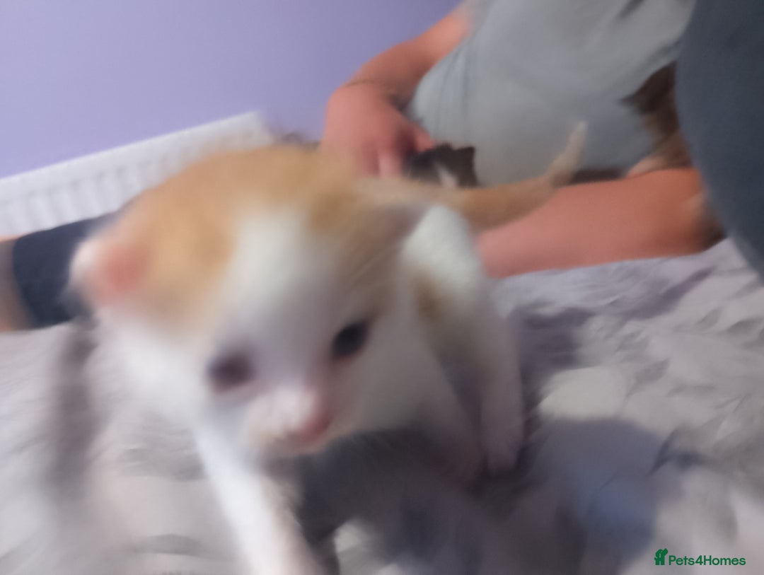 Mixed Breed cats for sale: Black and white kitten - Image 18