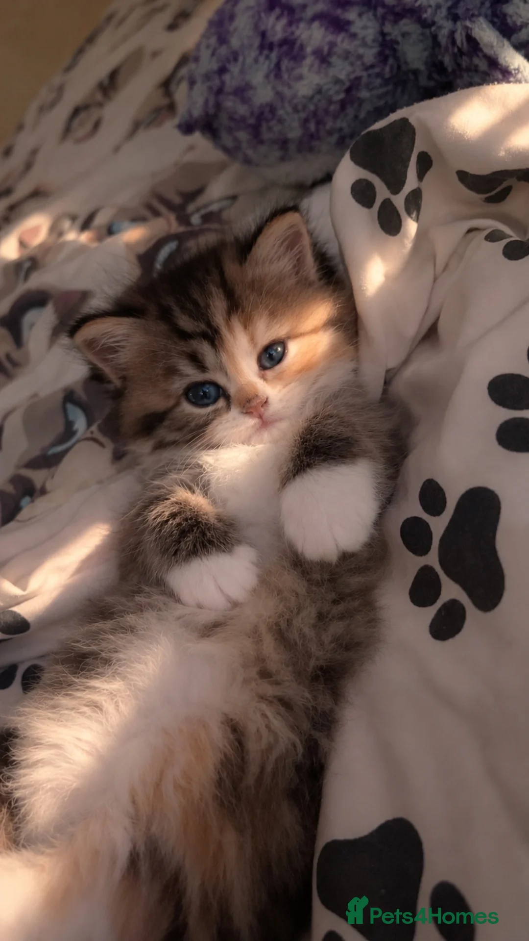 British Longhair cats for sale: Scottish straight x British longhair kitten! - Advert 1