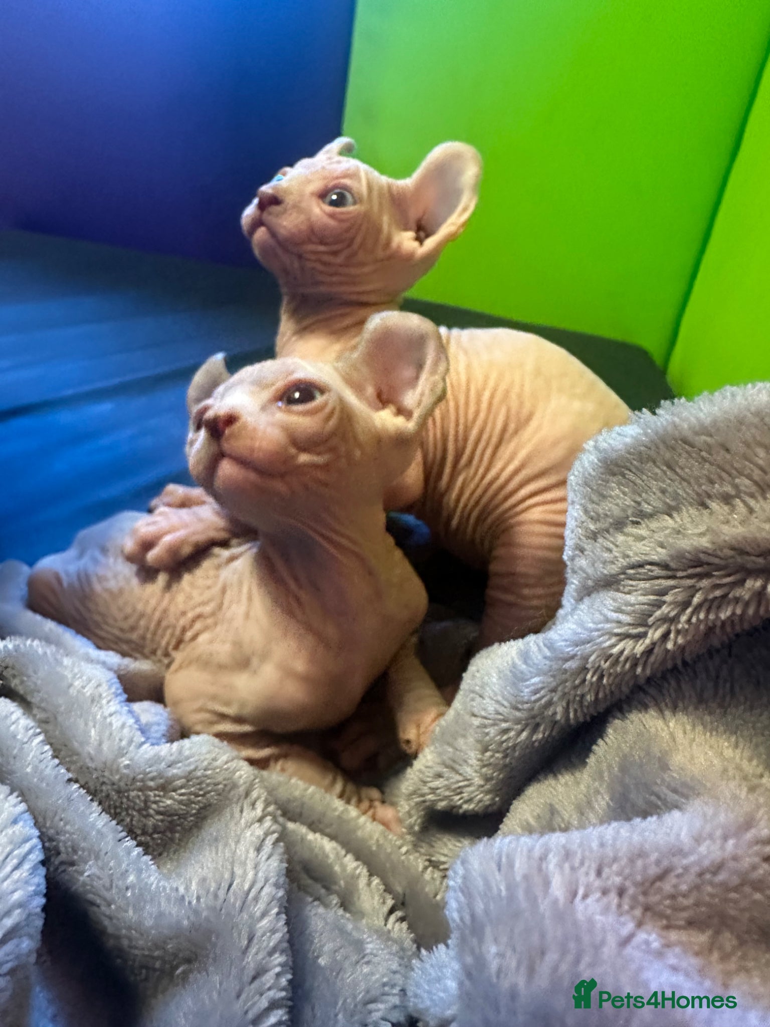 Sphynx cats Gorgeous full breed Sphynx kittens🐾 - Advert 3