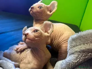 Sphynx cats Gorgeous full breed Sphynx kittens🐾 - Advert 3