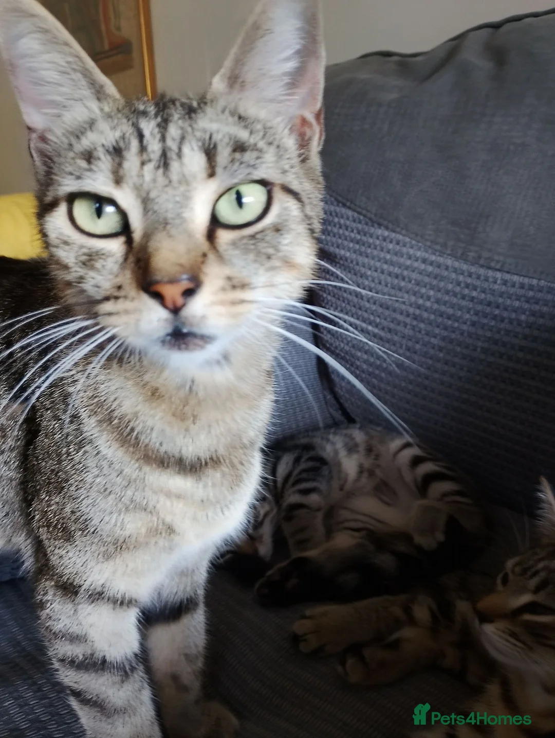Mixed Breed cats for sale: Butiful kittens need good homes  in Reading - Advert 5