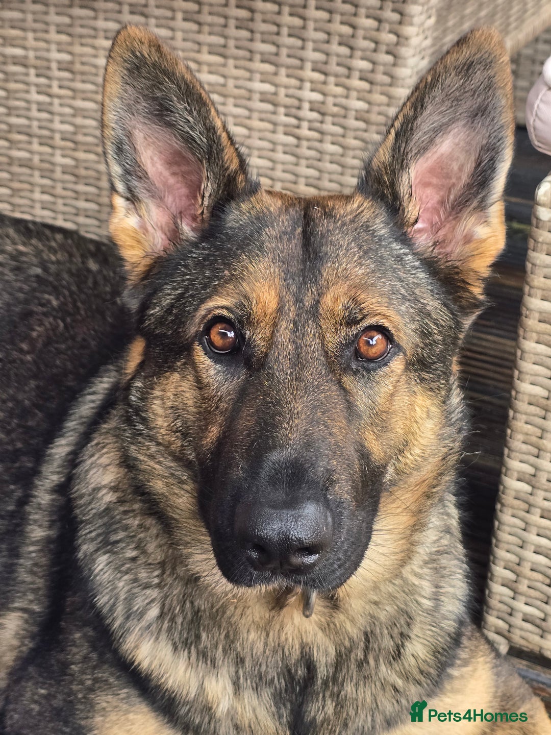 German Shepherd dogs for sale: Guard dog  - Advert 18