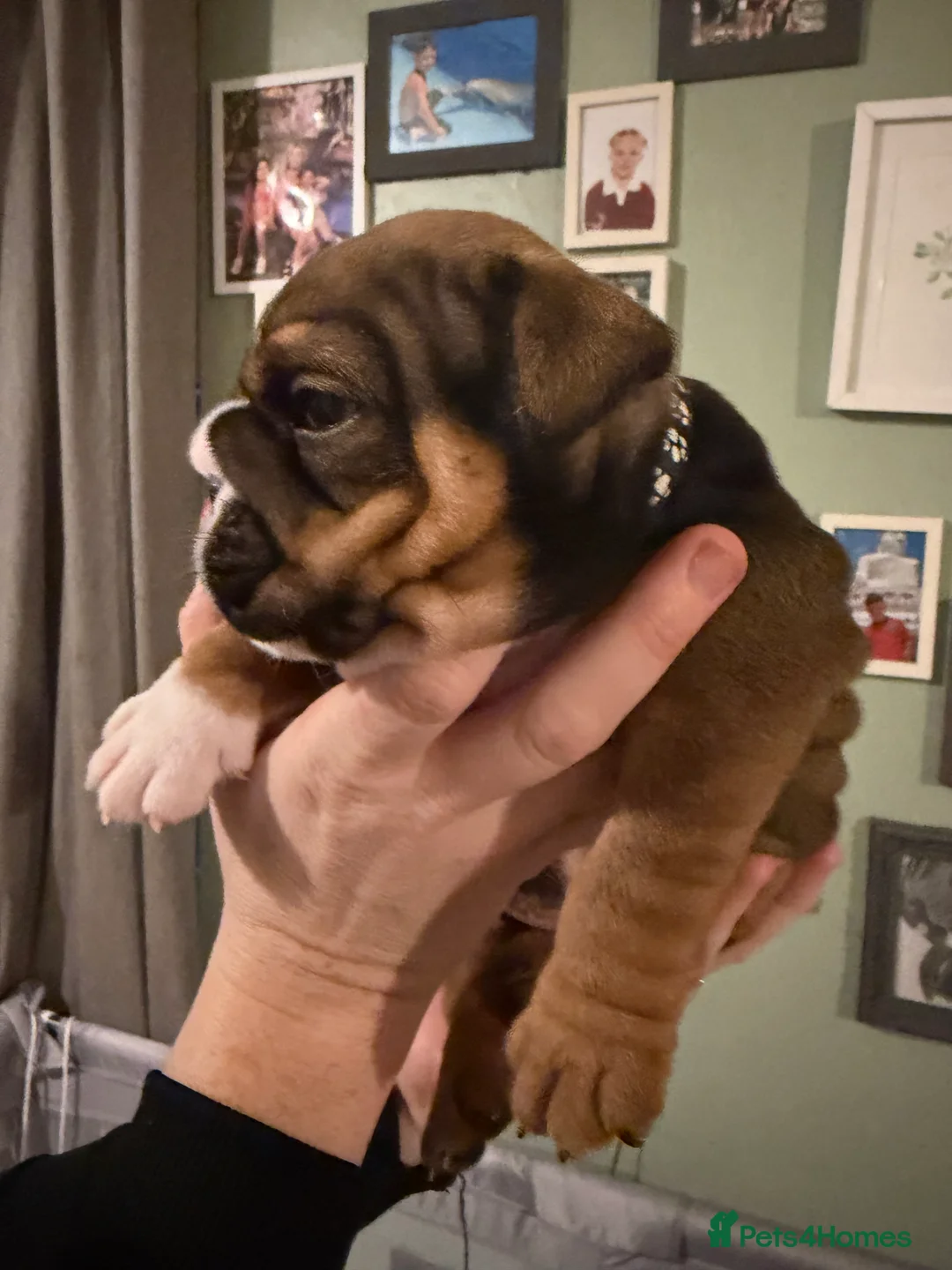 English Bulldog dogs for sale: 🌸💙 top blood line English bulldogs 🌸💙❤️ - Advert 16