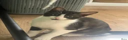 Mixed Breed cats for sale: 🐾 Push Pop & Mouse  - Advert 11