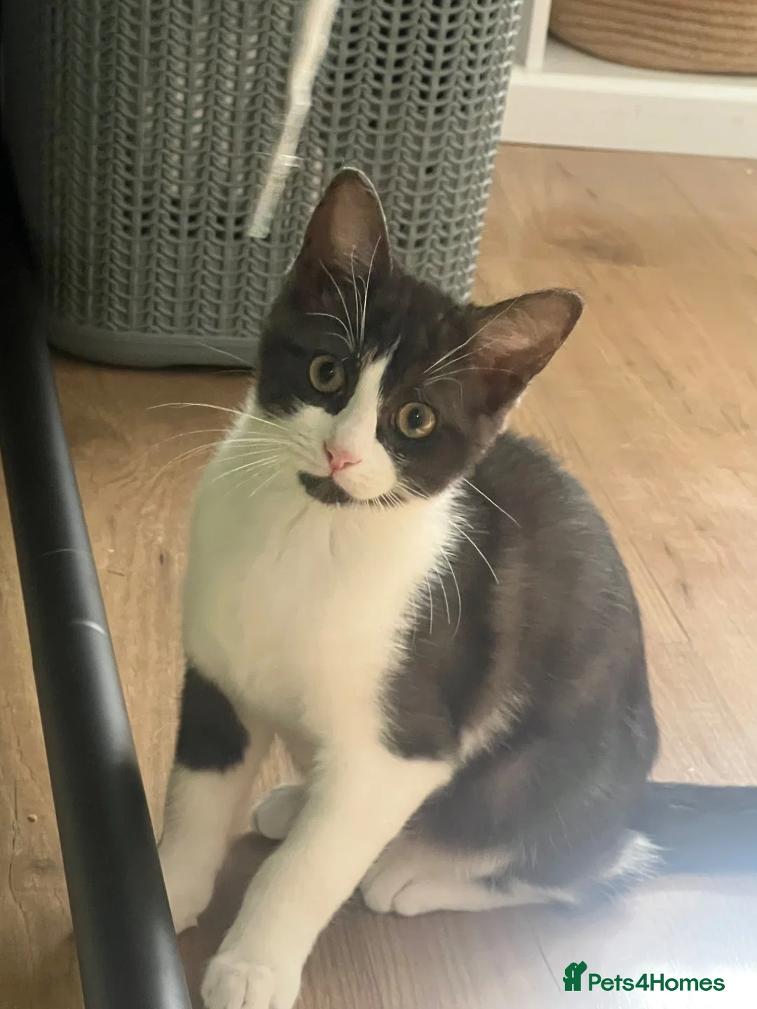 Mixed Breed cats for sale: 🐾 Push Pop & Mouse  - Advert 11