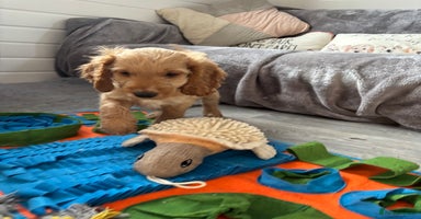 Cockapoo dogs - Advert 15