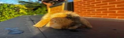 Mini Lop rabbits for sale: 🐰 Adorable Mini Lops 🐰  - Advert 8