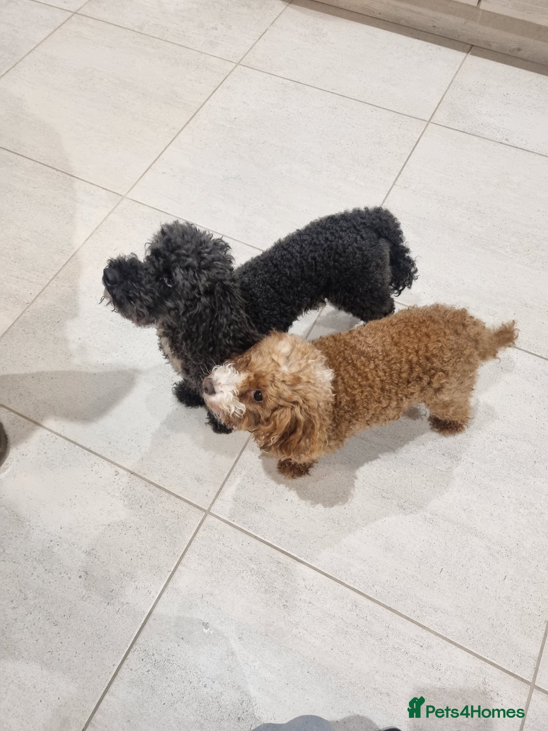 Toy Poodle dogs for sale: Toy poodle puppy - Advert 26