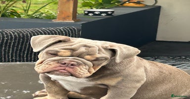 English Bulldog dogs - Advert 6