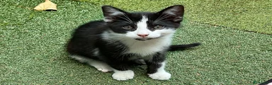Tux