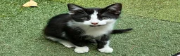 Mixed Breed cats for sale: Kittens for Sale. Ready Now for Loving Homes - Advert 7