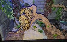 Python Snake reptiles for sale: 2 beautiful royal pythons  - Image 8