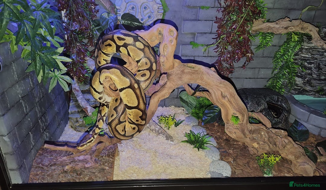 Python Snake reptiles for sale: 2 beautiful royal pythons  - Image 8