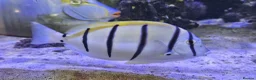 Other/Mixed Breed fish for sale: Large Marine fish in Sale - Advert 8