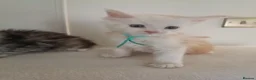 Maine Coon cats for sale: Exceptional Maine Coon kittens 😻💞 - Advert 2
