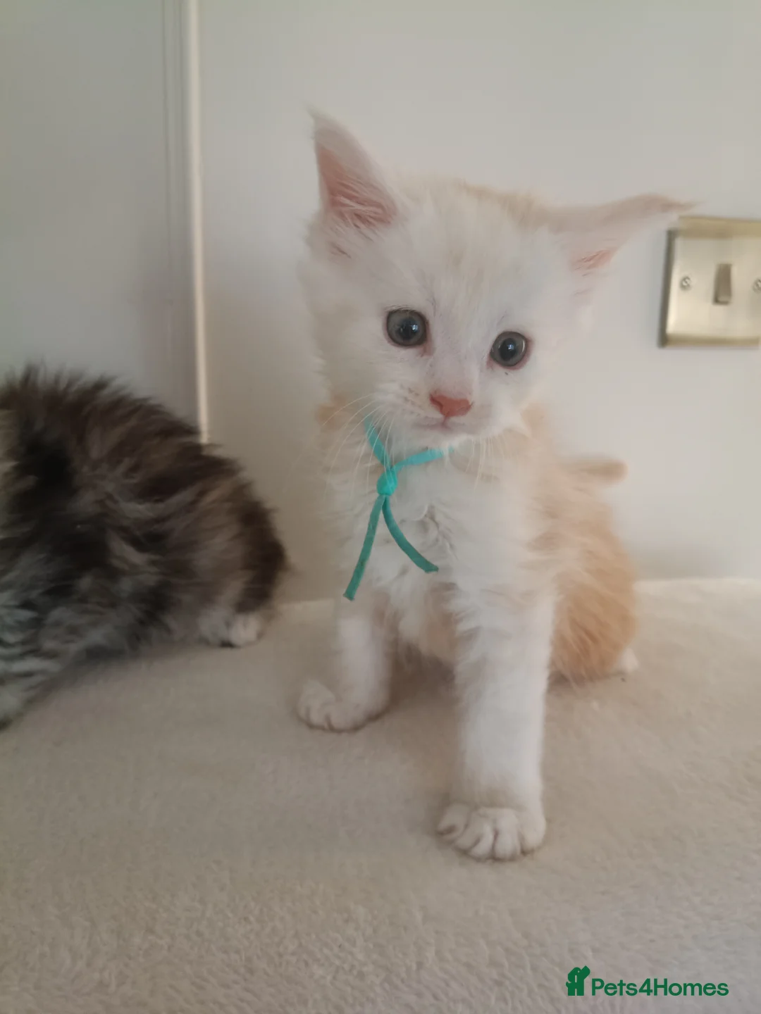 Maine Coon cats for sale: Exceptional Maine Coon kittens 😻💞 - Advert 2
