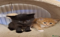 Mixed Breed cats for sale: 4 gorgerous kittens - Image 8