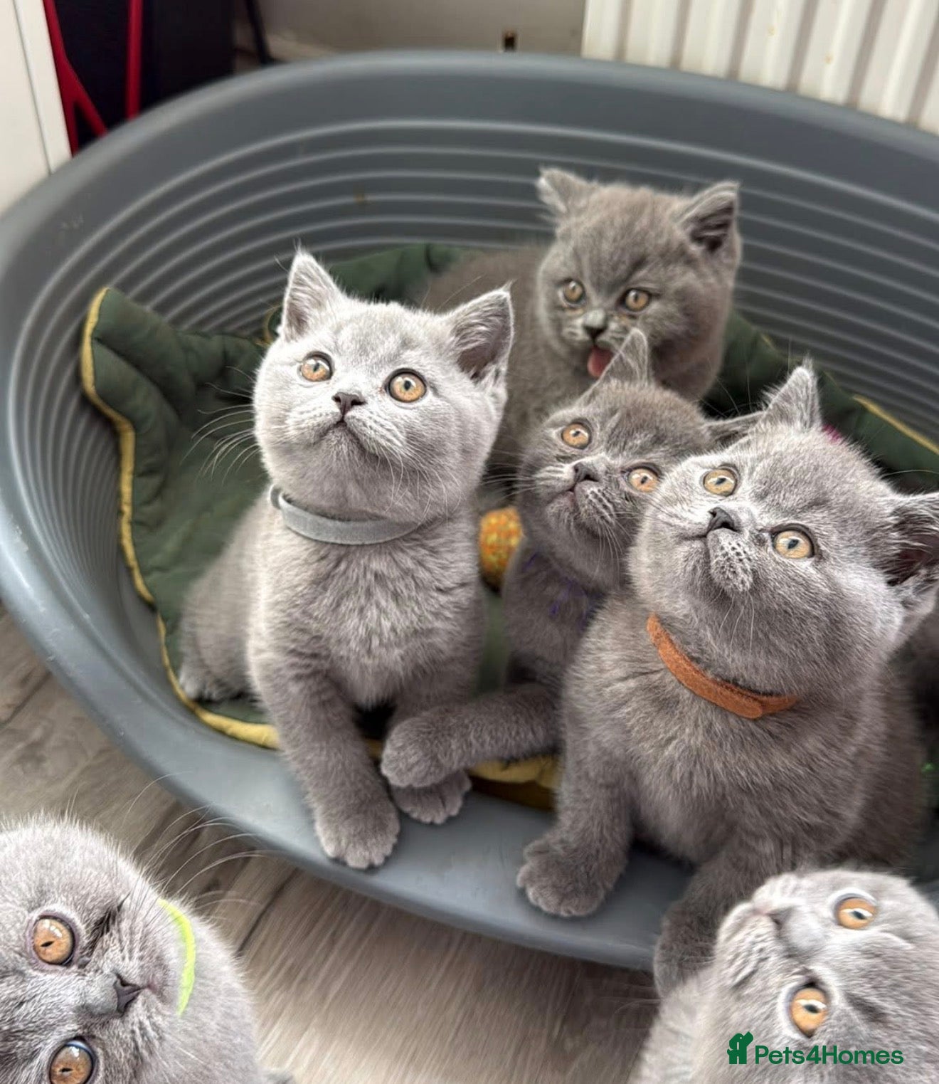 British Shorthair cats British short hair fluffy kittens,London based - Advert 3