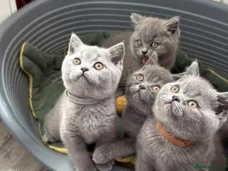 British Shorthair cats British short hair fluffy kittens,London based - Advert 1