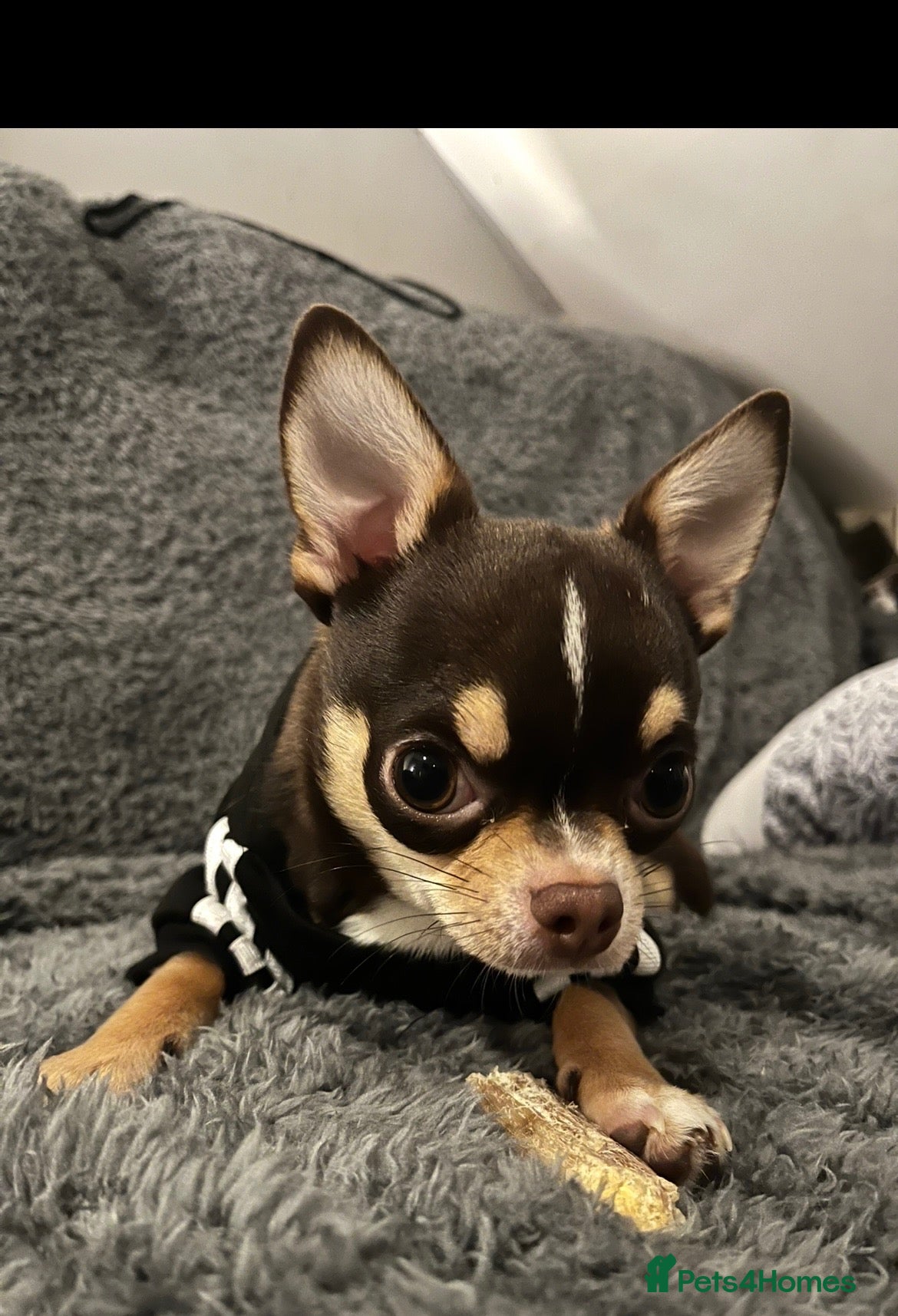 Chihuahua dogs Small and proven chihuahua for stud - Advert 2