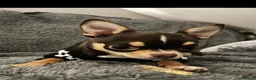 Chihuahua dogs for stud: Small and proven chihuahua for stud - Advert 4