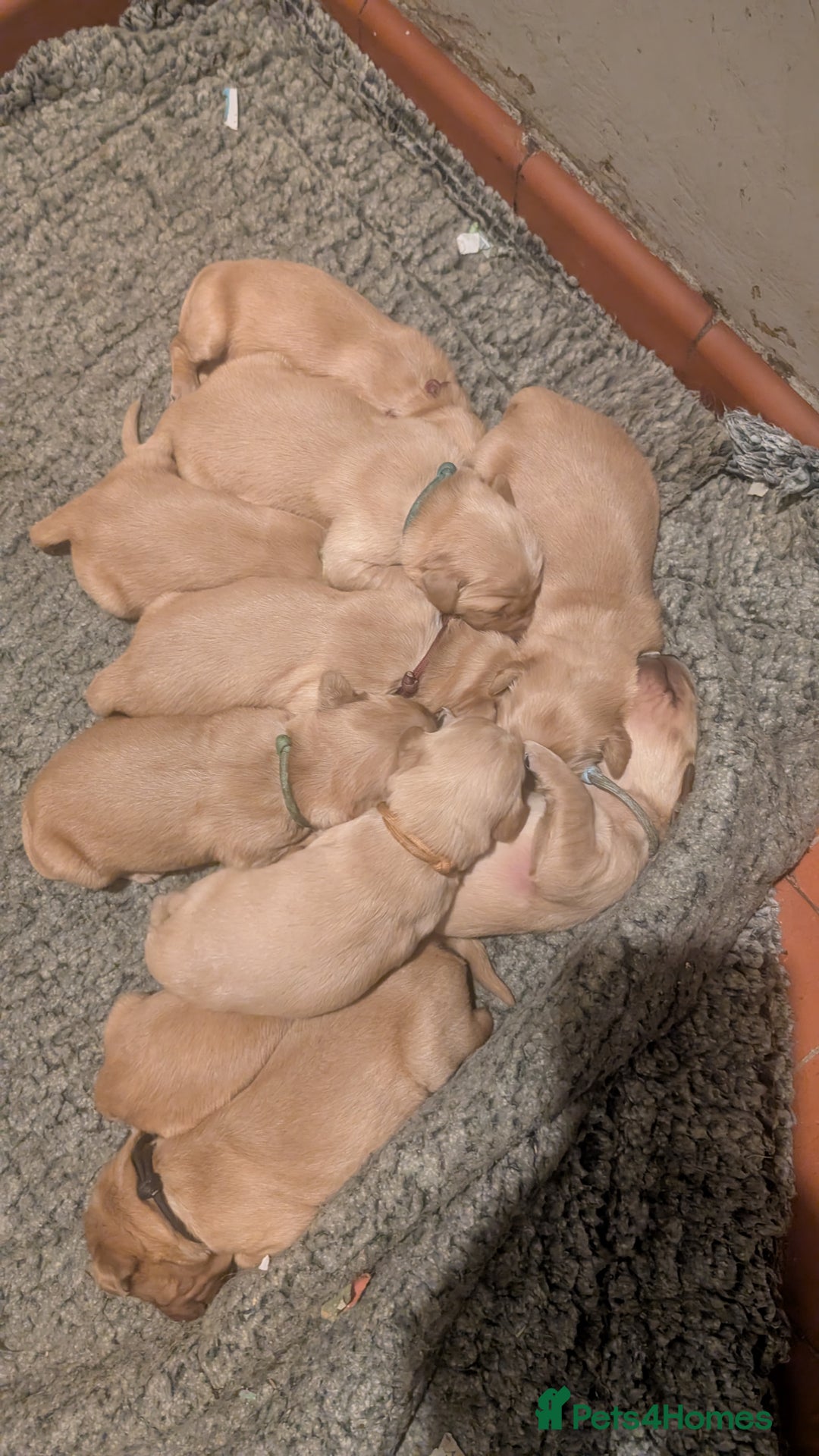 Golden Retriever dogs for sale: Working Golden Retriever Puppies  - Advert 15