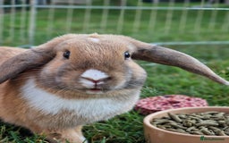 Mixed Breed rabbits for sale: Beautiful Bonded Bunnies - Image 2