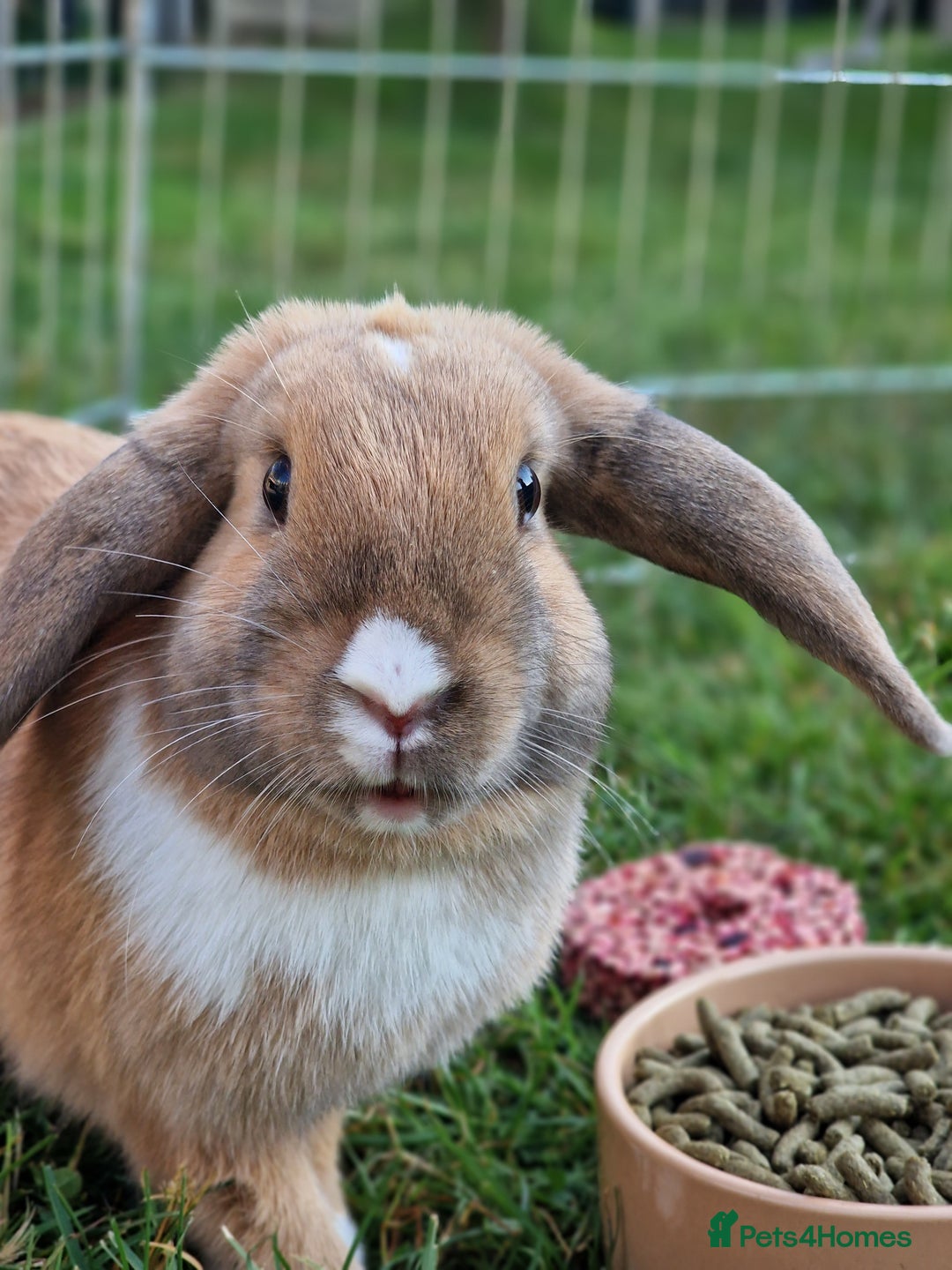 Mixed Breed rabbits for sale: Beautiful Bonded Bunnies - Image 2