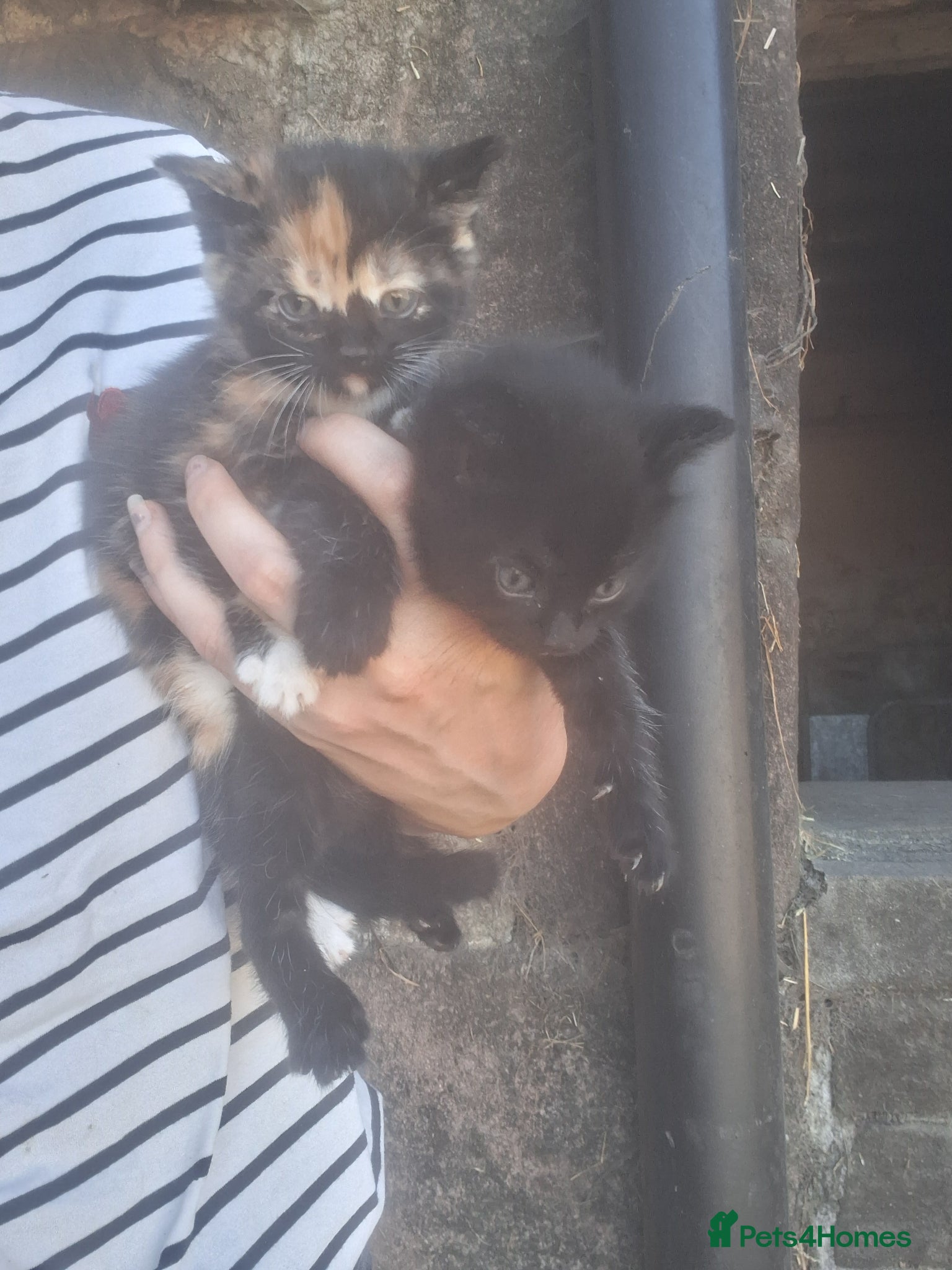 Mixed Breed cats Various beautiful kittens  - Advert 1