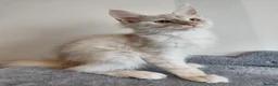 Maine Coon cats for sale:  RARELY LION KING - Advert 4