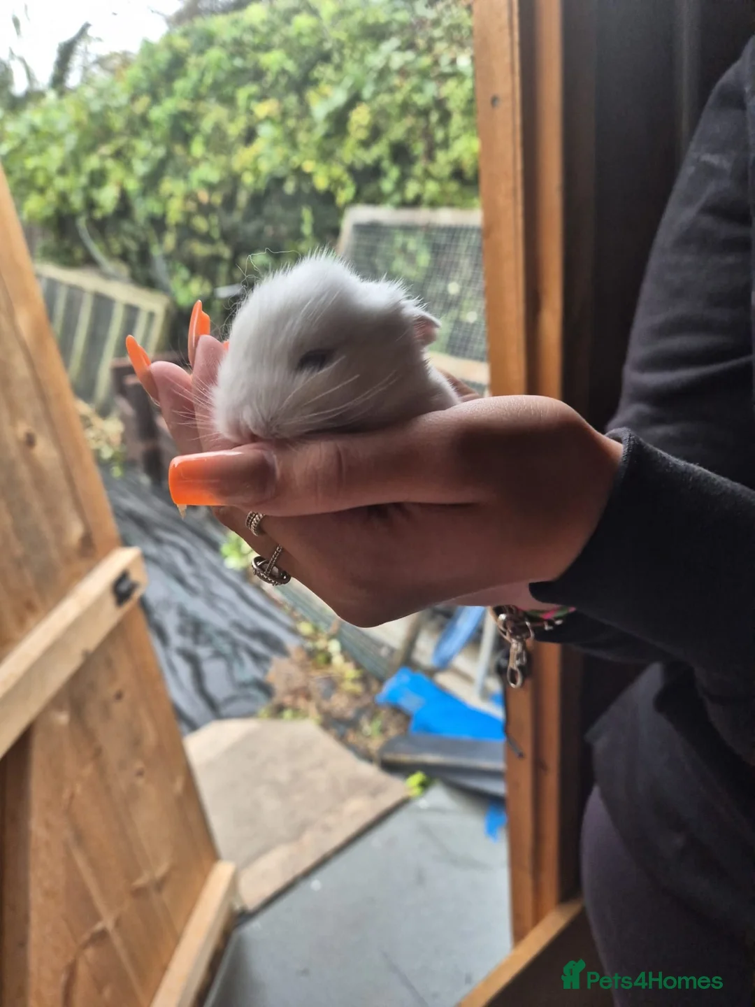 Mixed Breed rabbits for sale: Baby rabbits  - Advert 2