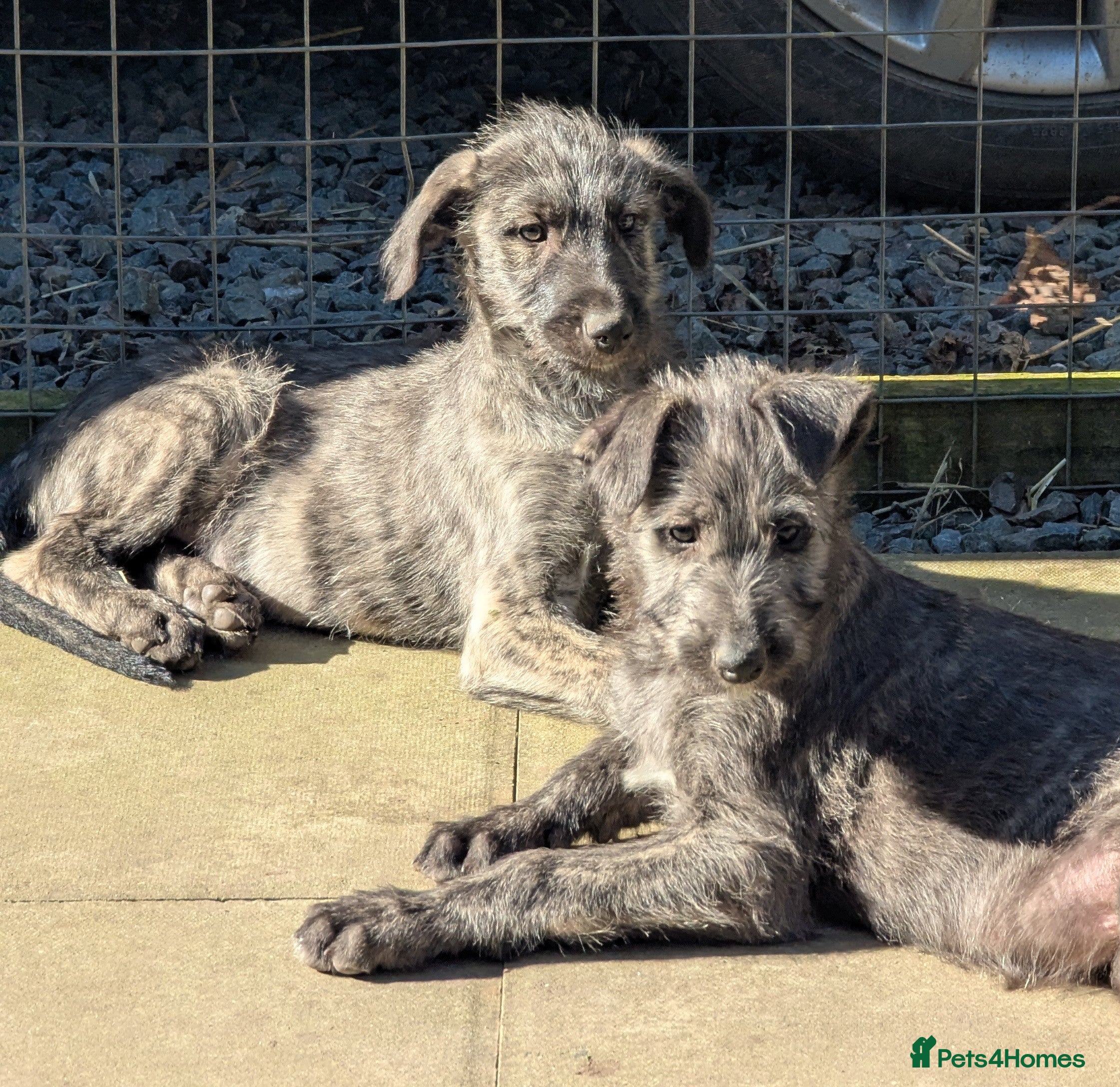 Deerhound dogs Deerhound/wolfhound pups - Advert 1
